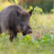 Diviak lesný, The wild boar (Sus scrofa)