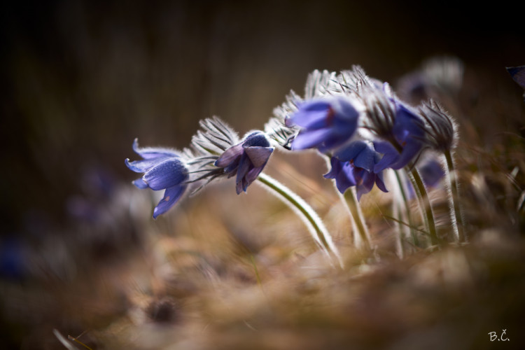 Pulsatilla slavica