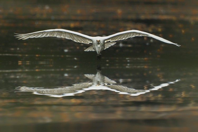 Volavka bílá (Ardea alba