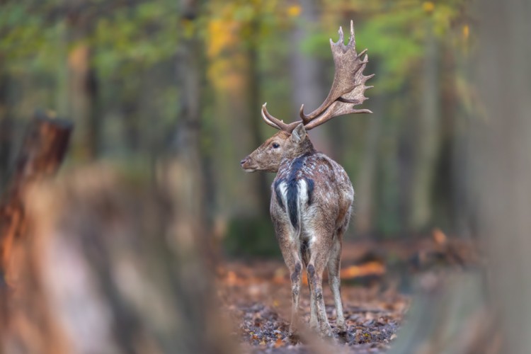 Daniel škvrnitý, The fallow deer (Dama dama)