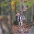 Daniel škvrnitý, The fallow deer (Dama dama)