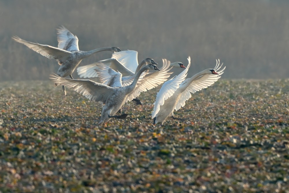 Cygnus olor pristátie