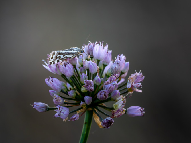 morička pupencová (Emmelia trabealis)