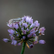 morička pupencová (Emmelia trabealis)