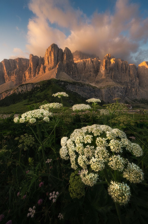 Rozkvitnuté Dolomity