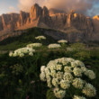 Rozkvitnuté Dolomity
