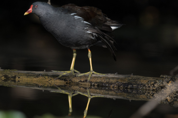 Gallinula chloropus - Sliepočka zelenonohá