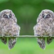 myšiarka ušatá (Asio otus)