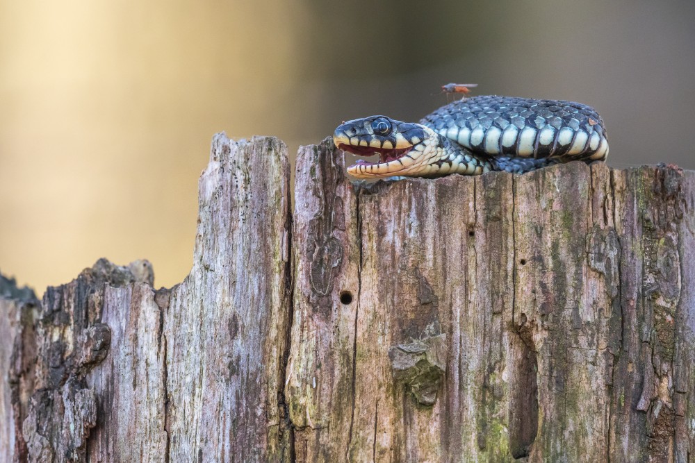 Užovka obojková, The grass snake (Natrix natrix)