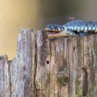 Užovka obojková, The grass snake (Natrix natrix)