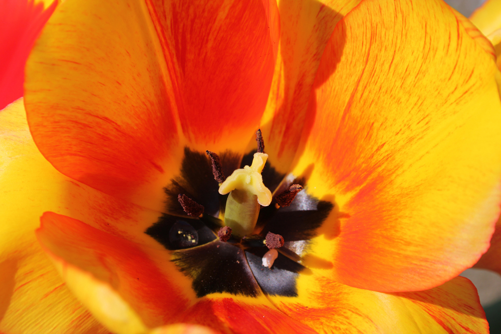 tulipán