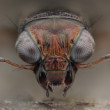 Notiophilus sp.