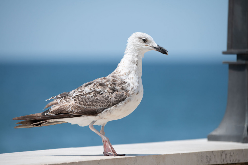 Larus cachinnans