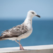 Larus cachinnans