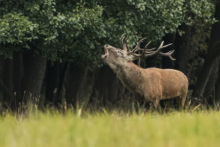 Jelen lesní (Cervus elaphus)