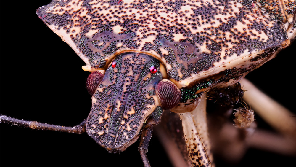 Bzdocha  - Halyomorpha halys