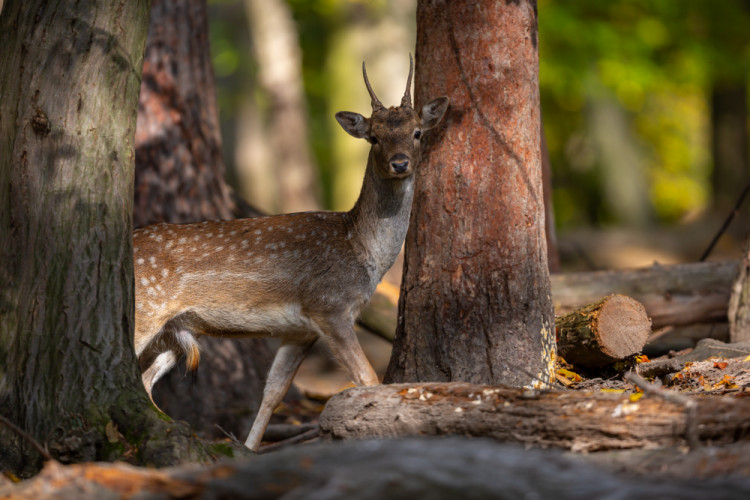 daniel škvrnitý, Fallow deer (Dama dama)