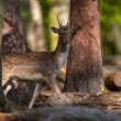 daniel škvrnitý, Fallow deer (Dama dama)
