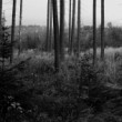 lesom