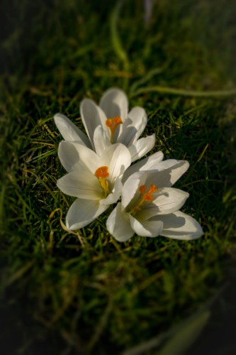 Crocus