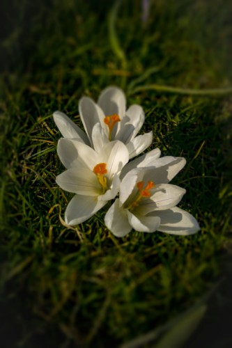 Crocus