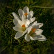 Crocus