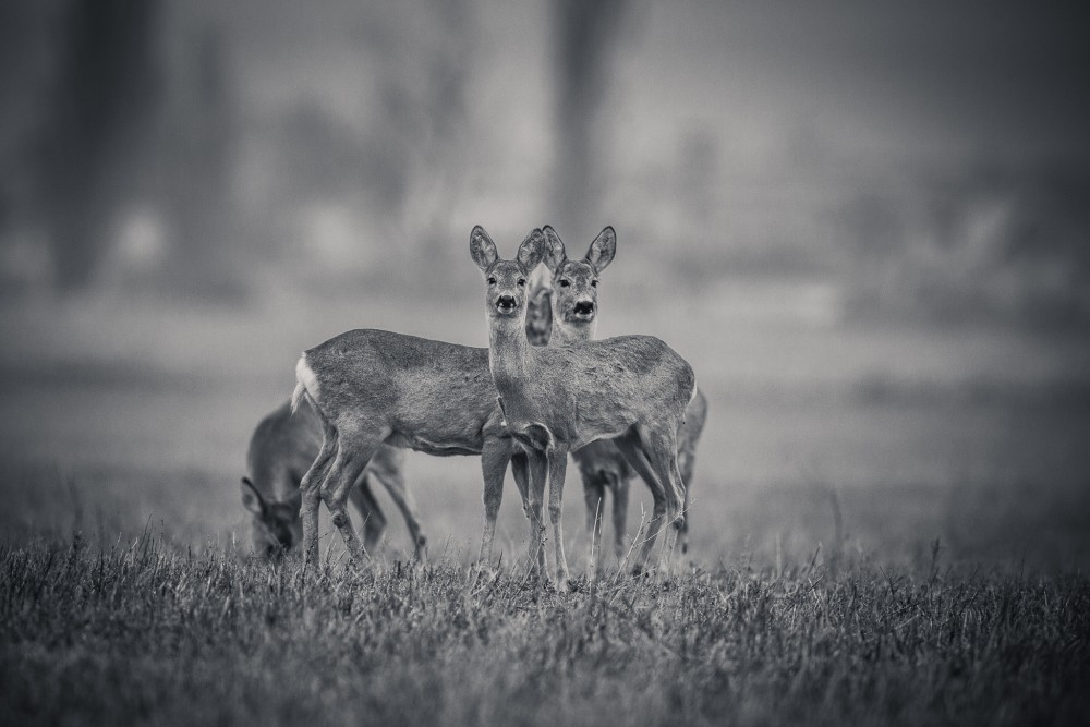 Srna lesná (Capreolus capreolus)