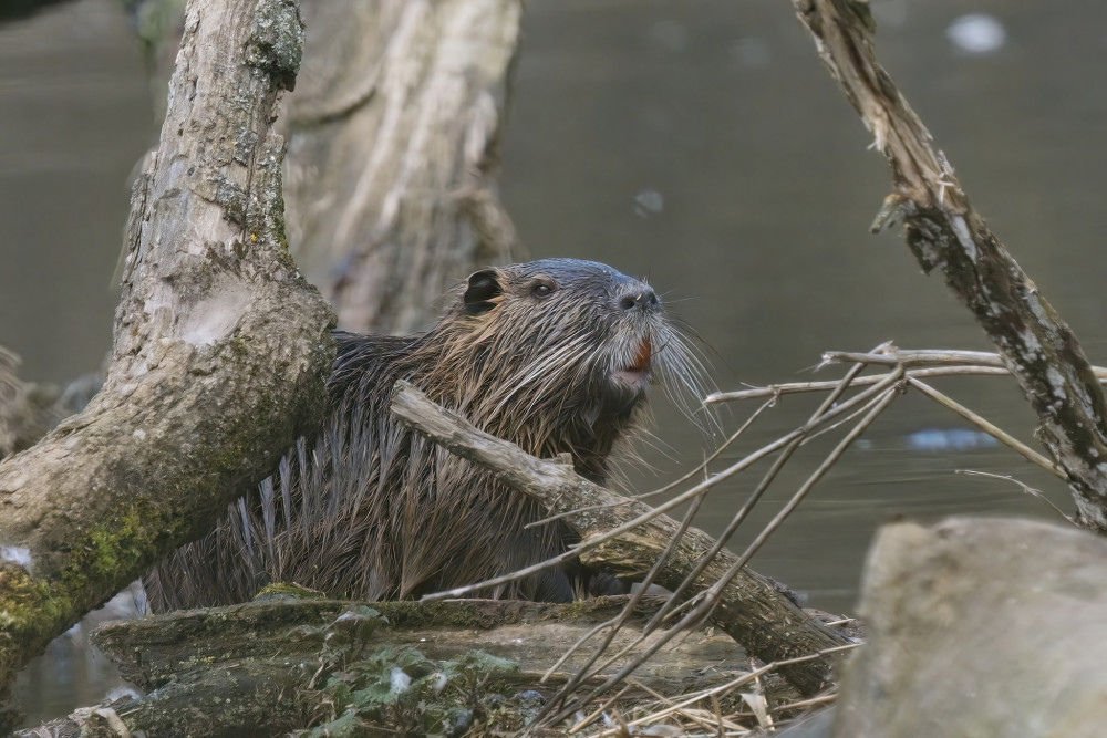 Nutria riečna