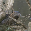 Nutria riečna