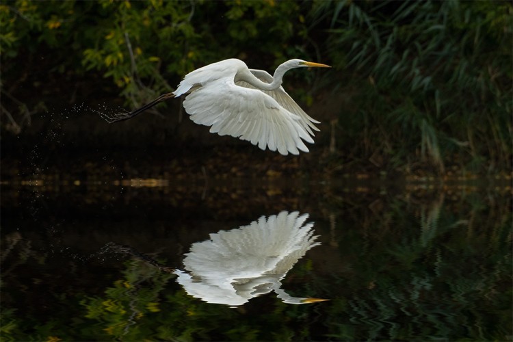 Volavka bílá (Ardea alba