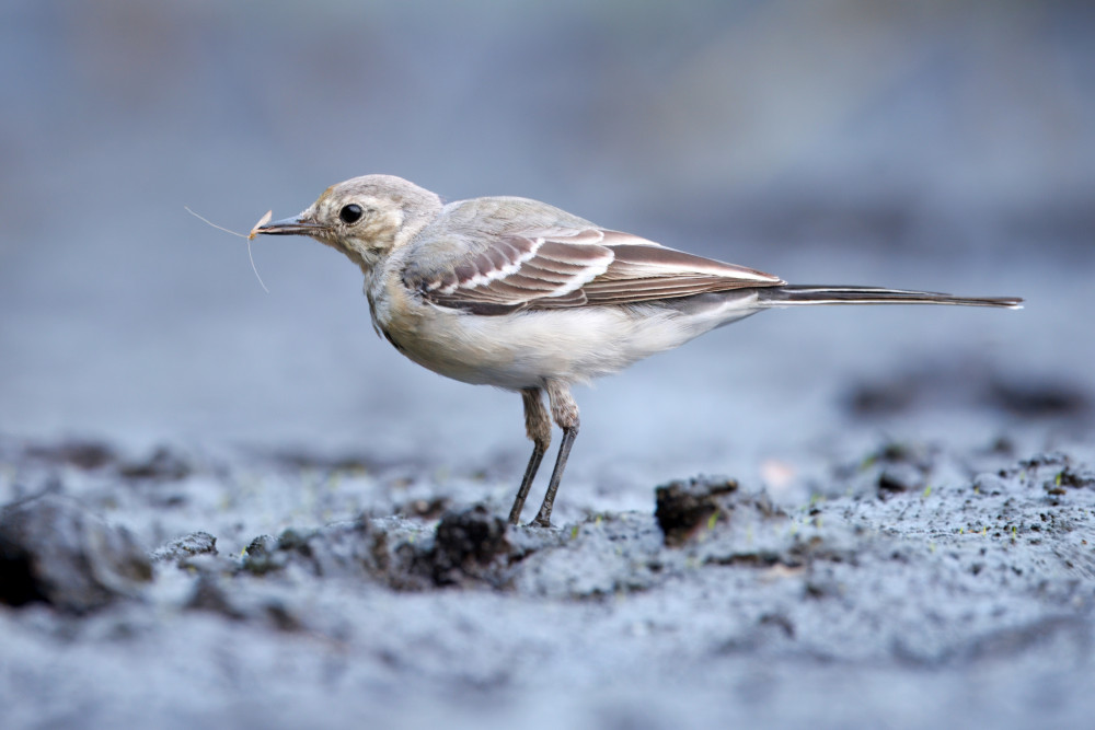 Trasochvost biely s úlovkom...