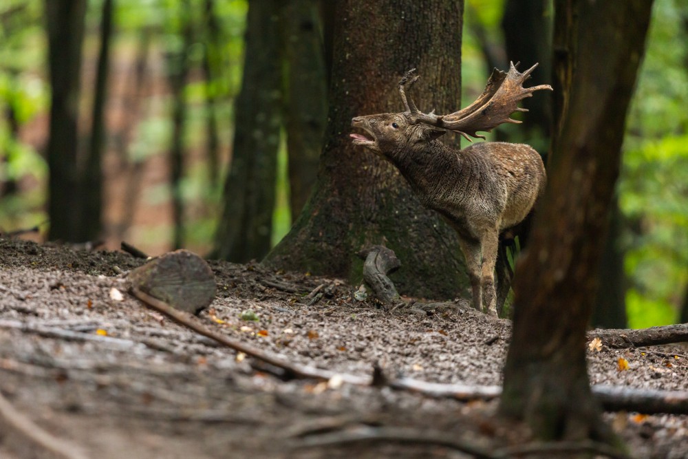 Daniel škvrnitý, The European fallow deer (Dama dama)