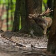 Daniel škvrnitý, The European fallow deer (Dama dama)