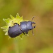 Roháčik obyčajný - Dorcus parallelipipedus