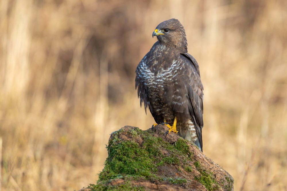 myšiak hôrny, The common buzzard (Buteo buteo)