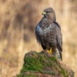 myšiak hôrny, The common buzzard (Buteo buteo)