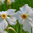Narcis