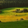 Podvečer pri lese