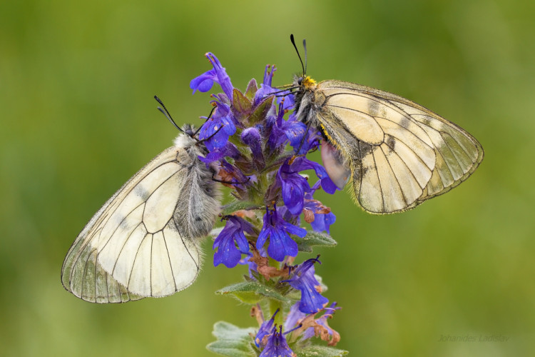 Parnassius mnemosyne