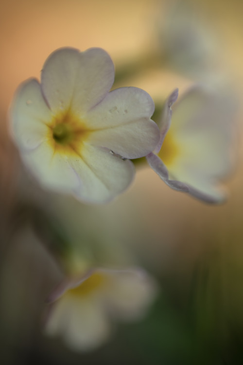 zasnená prvosienka ????