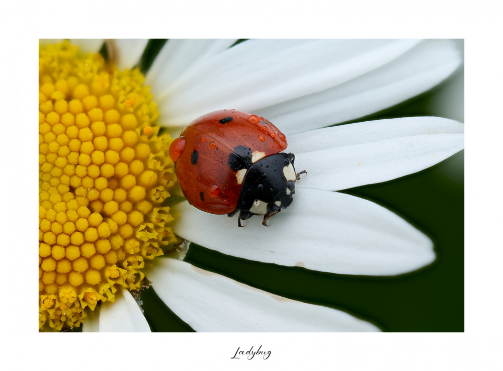 ladybug