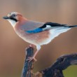sojka škriekavá (Garrulus glandarius)