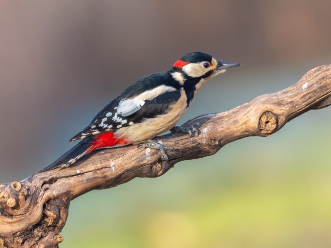 Ďateľ veľký, The great spotted woodpecker (Dendrocopos major)