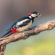 Ďateľ veľký, The great spotted woodpecker (Dendrocopos major)