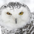 Bubo scandiacus