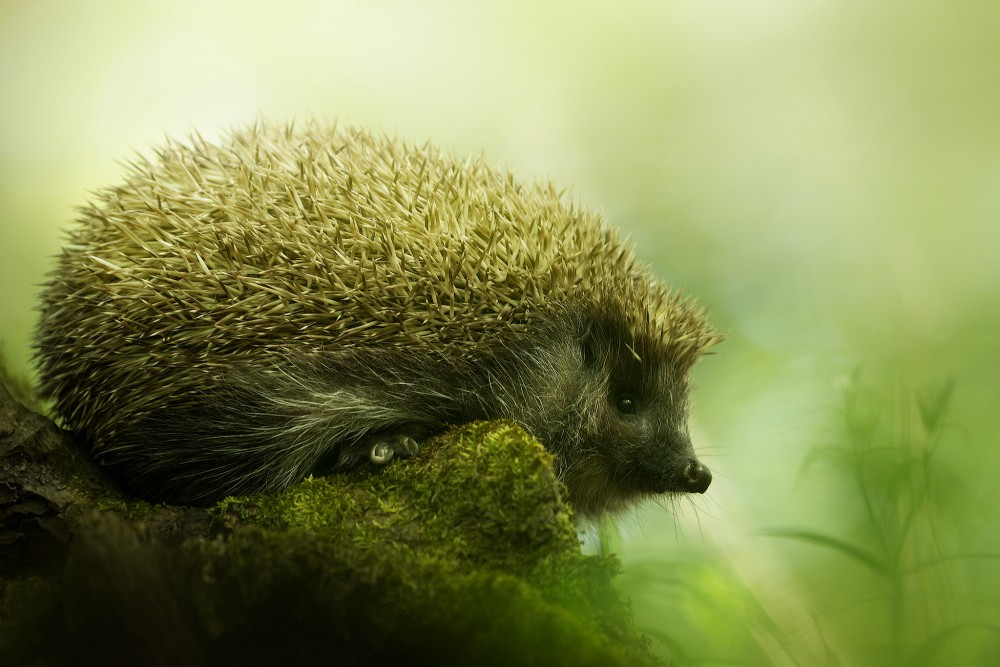 Hedgehog (Jezko) II