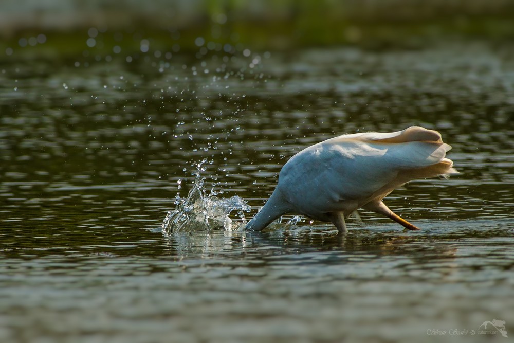 Volavka bílá (Ardea alba)