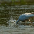 Volavka bílá (Ardea alba)