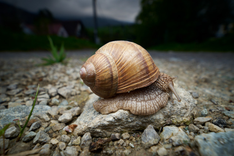 závody do vrchu