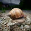 závody do vrchu